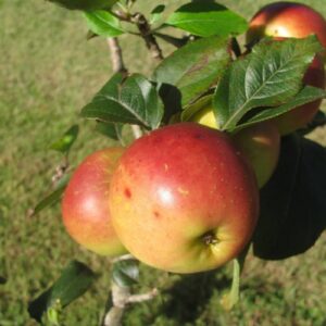Apple Einshemer 7g