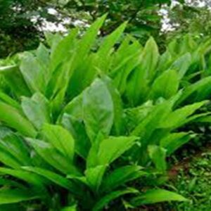 Turmeric