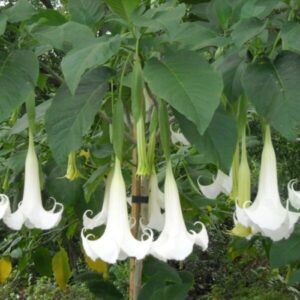 Angel's Trumpet (Hoa Loa Kèn)