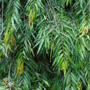 Ashoka Tree
