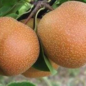 Asian Pear