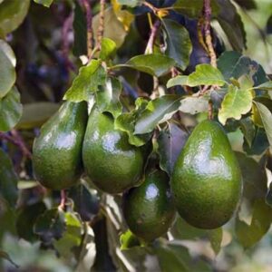 Avocado (Cây Bơ)