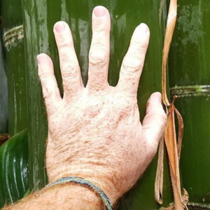 Bamboo: Giant Burmese (Tre khổng lồ)