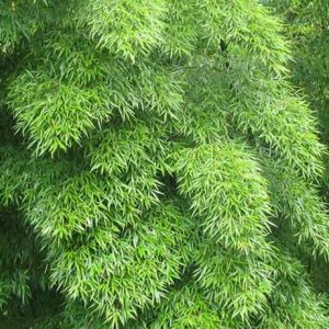 Bamboo- Elegant