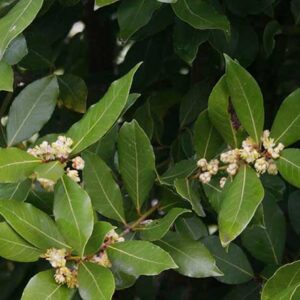 Bay Leaf- Laurus Nobilis