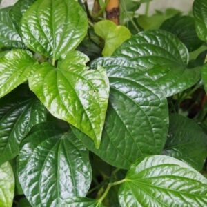 Betel Leaf