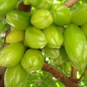 Bilimbi - Averrhoa Bilimbi