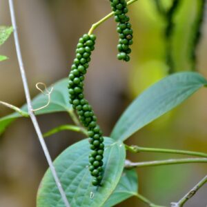 Black Pepper Vine (Tiêu)