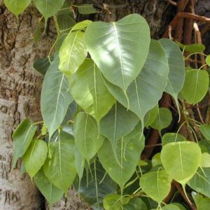 Bodhi - People's Tree