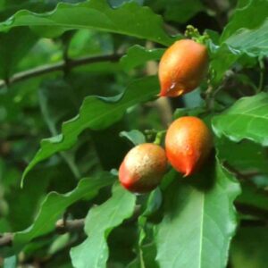 Peanut Butter (Cây Bơ Đậu Phộng)