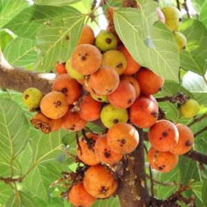 Indian Cluster Fig - Ficus Racemosa