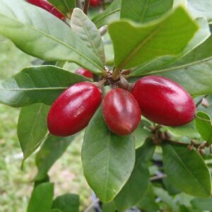 Miracle Fruit (Trái thần kì)