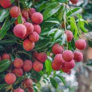 Lychee (Cây trái Vải)