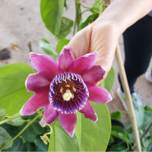 Passion Fruit (Chanh dây)