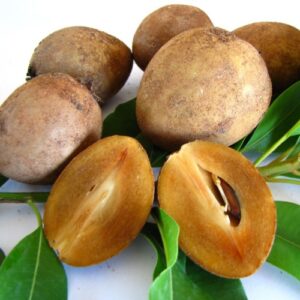 Sapodilla Chico Sapote (Sa Pô Chê)