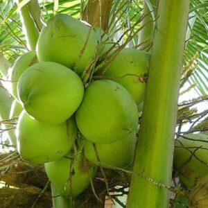 Coconut - Dwarf Malaysian