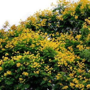 Golden Flamboyant Tree