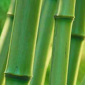 Bamboo: Oldhamii