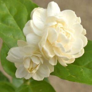 Jasmine - Grand Duke