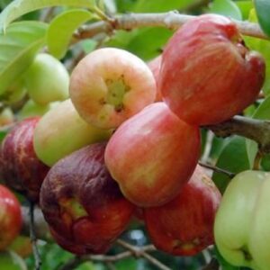 Malay Apple