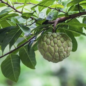 Custard Apple (Mãng cầu na)