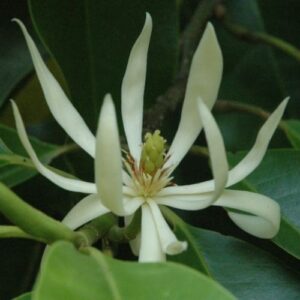 Michelia Alba Champak