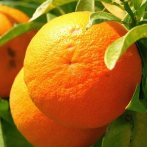 Citrus: Orange
