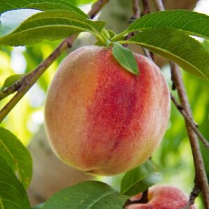 Peach