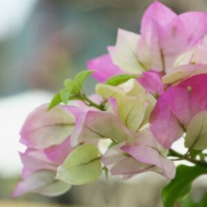 Thai Imperial Bougainvillea