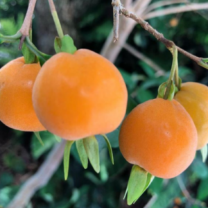 Pitomba - Brazilian Cherry