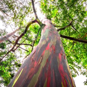 Rainbow Eucalyptus (cầu vồng bạch đàn)