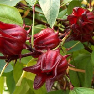 Roselle - Hibiscus Sabdariffa