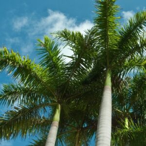 Royal Palm tree aka Cuban palm