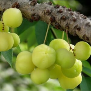 Star Gooseberry - Phyllanthus Acidus