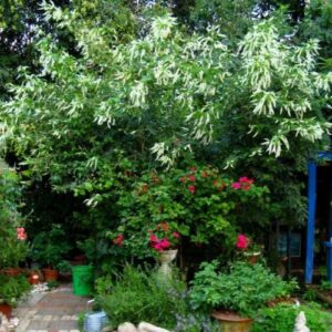 Sweet Almond Bush