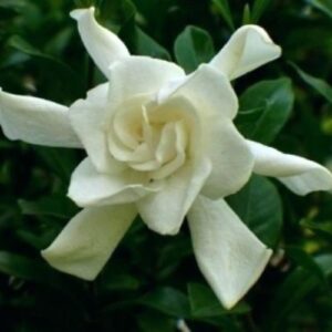 Tahitian Double Gardenia (Hoa dành dành)