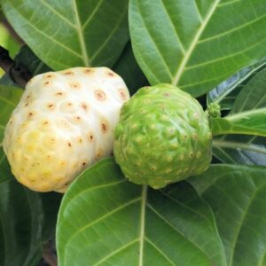 Noni (Trái Nhàu)