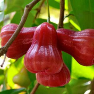 Wax Jambu (Cây Mận)