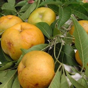 White Sapote - Casimiroa Edulis