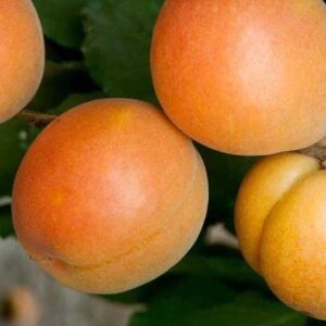Apricot
