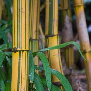 Bamboo Golden Hawaiian