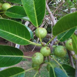 Banyan Fig tree Ficus Macrophylla