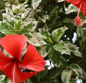 Hibiscus Verigated Snow Queen