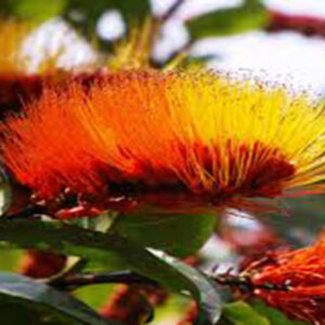 Monkey Brush Vine