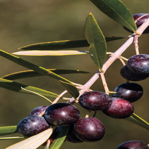 Olive