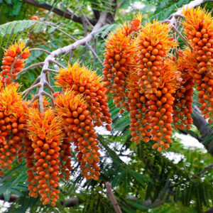 Racemosa Colvillea