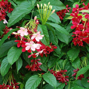 Rangoon Creeper Vine (Chinese Honeysuckle)