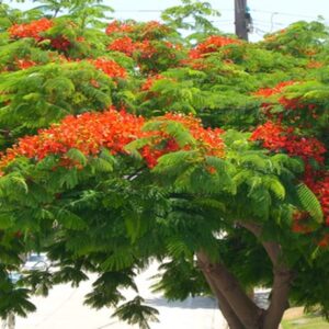 Royal Poinciana (Cây Phượng Vĩ)